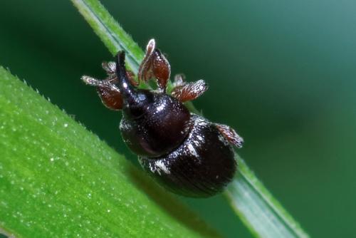 Réf. 260 702 : Pachytychius hordei